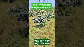 бехи Кучатлари сотувда.достафка бор . #obuna_bolishni_unutmang #fruit #garden #bexi #mevalidaraxt