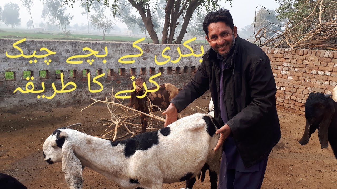 How to check goat pregnancy test Goat Farming Mein or Mere Punjab