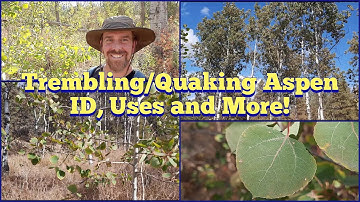 Trembling or Quaking Aspen - Identification, Description, Edible and Medicinal Uses and More!