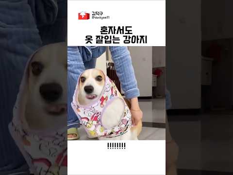 혼자서도 옷 잘입는 강아지 thumbnail
