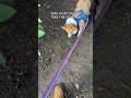 Funny Corgi Gets Scared Of Leaf On Ground While Hiking