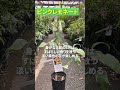迷ったらこれ オススメレモン苗木3選 迷ったらこれ オススメレモン苗木3選