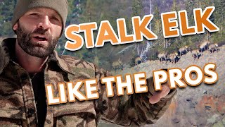 Stalking Elk - Elk Hunting Tips and Strategies