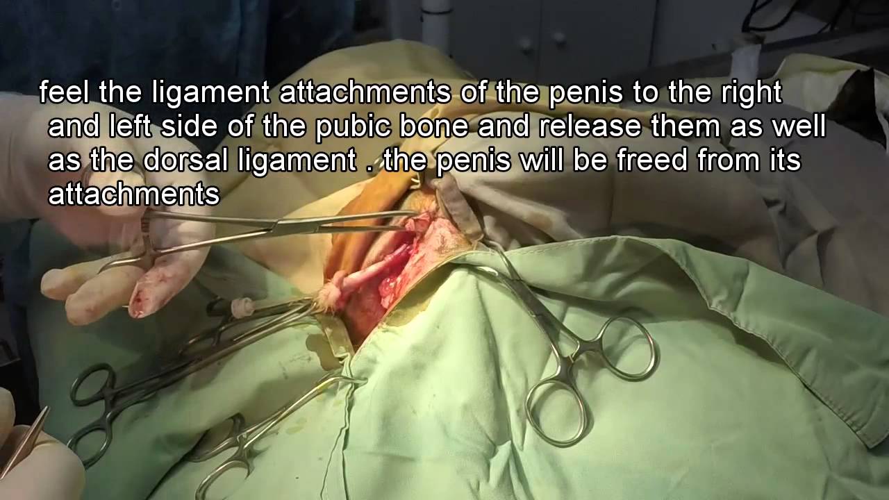 urethrostomy cat YouTube