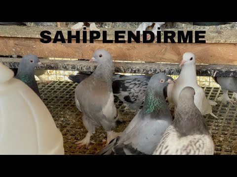 SAHİPLENDİRME - iletişim: Whatsapp 05327713420 #güvercinler #serdaryurttaş