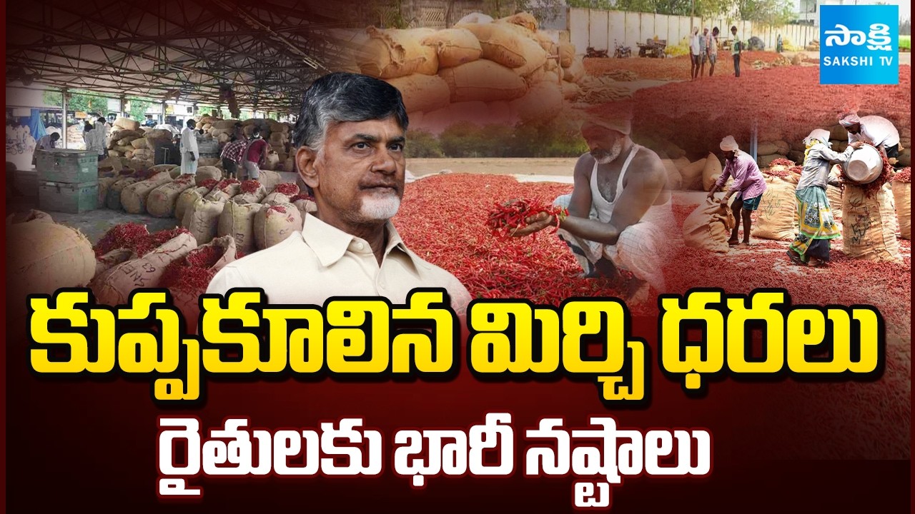 ఎర్రబంగారం ఏడిపిస్తోంది..! || Andhra Pradesh Chilli Farmers Struggle Amid Price Crash |@SakshiTV