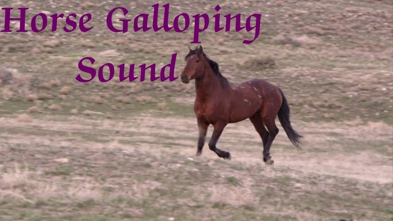 Relaxing Hooves Sounds of Horses clip clop ambience for sleep, relaxation, meditation YouTube