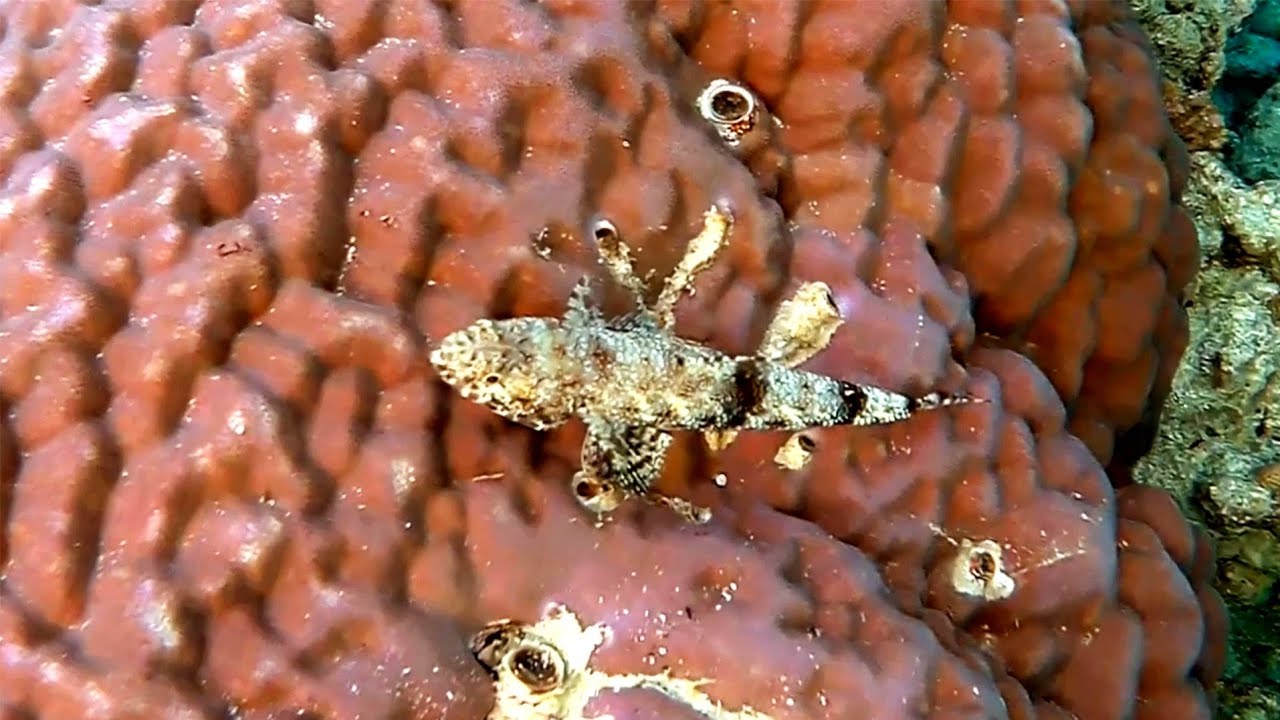 Gracile lizardfish (Saurida gracilis), Изящный ящероголов