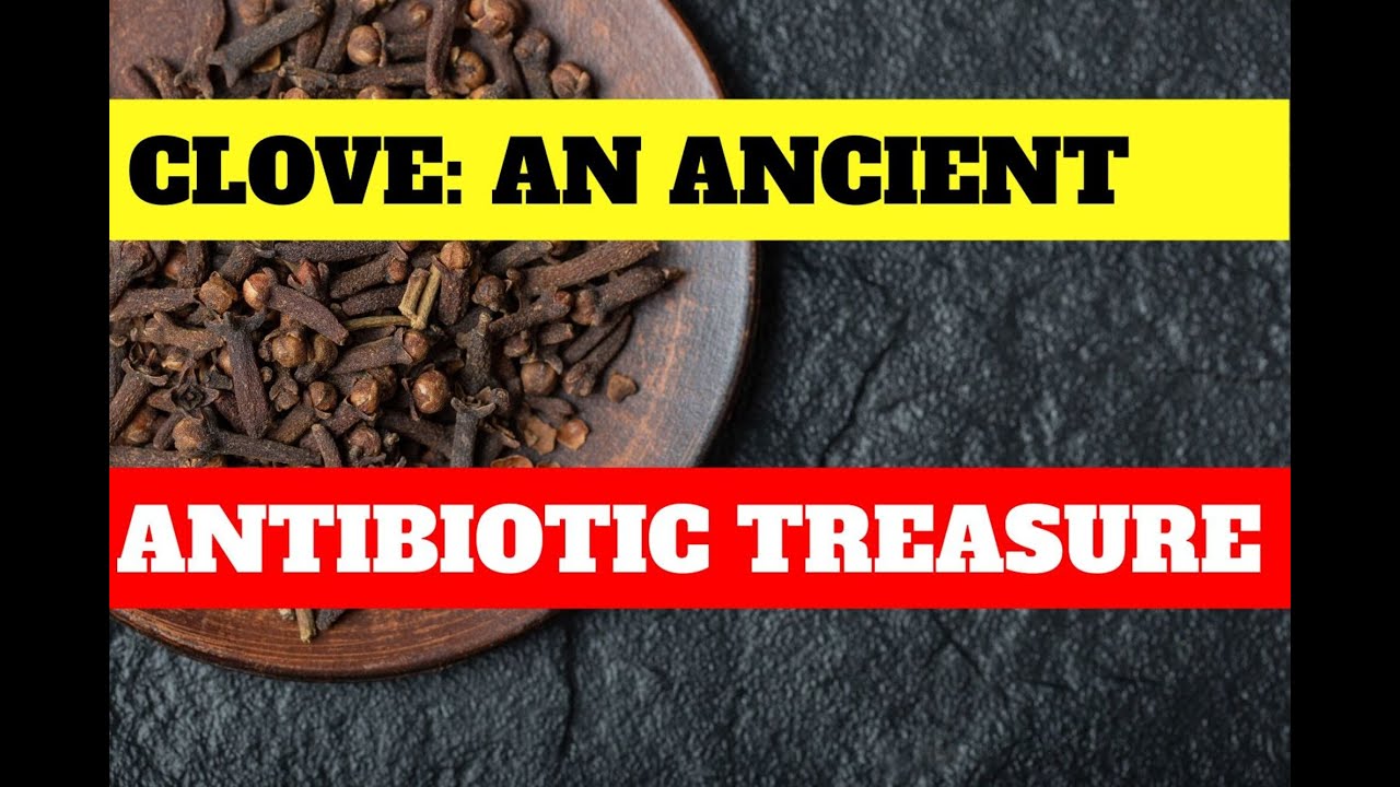 Clove An Ancient Antibiotic Treasure YouTube