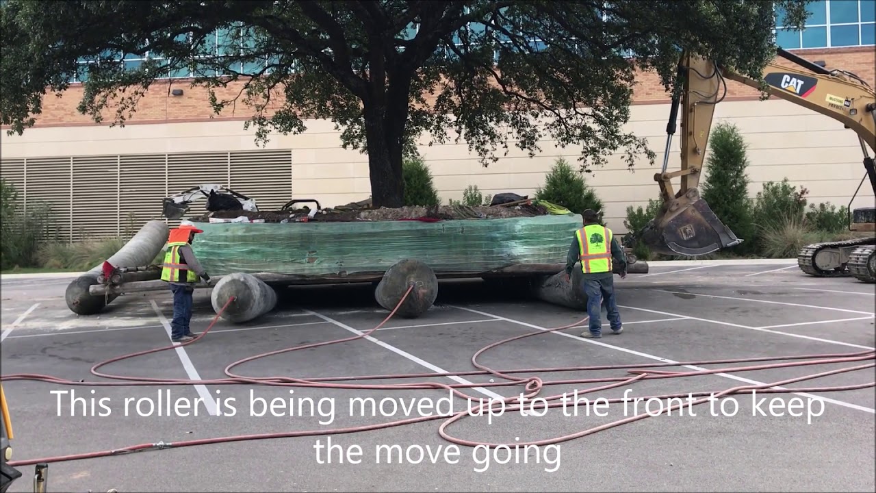 Moving a Large Oak Tree Root Ball And All YouTube