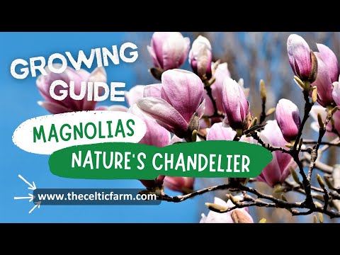 Mastering Magnolia Magic Your Ultimate Guide to Growing Glorious Magnolias