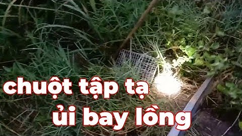 đi bẫy ngày luồng chuột to, bị ủi bay lồng, xảy quá xá luôn