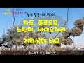 [VLOG] 꽃으로 시작해 똥으로 끝난 영상 - 플루오트, 노천매, 자두, 바이오체리 개화상태 비교