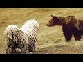 Komondor Köpekleri ve Özellikleri の動画、YouTube動画。