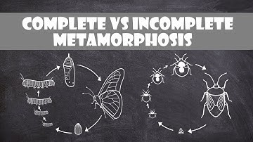 Complete and Incomplete Metamorphosis | Entomology