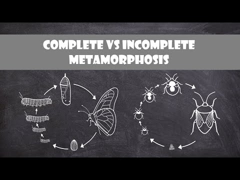 Videó: Mit jelent a hemimetaboly?