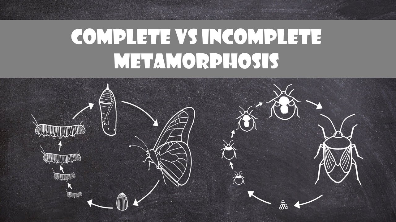 Диспластического Метаморфоза. Метаморфоза. Belocca - Metamorphosis. Метаморфоз группа