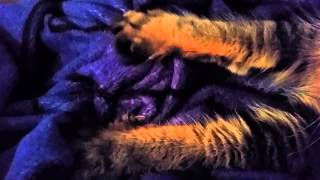 Maine Coon Cat Is A Happy Lap Cat by bluefire10899 448 views 9 years ago 1 minute, 51 seconds