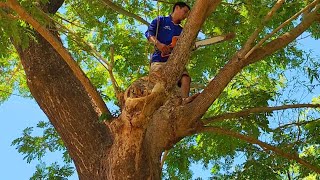 Cưa cây Còng siêu khủng nghiêng vào nhà / Sawing a giant tree leaning towards the house | T609