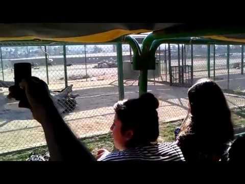 Track and Races video promocional pagina de apuestas en linea