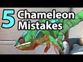 5 Common mistakes chameleon owners make | PART 1