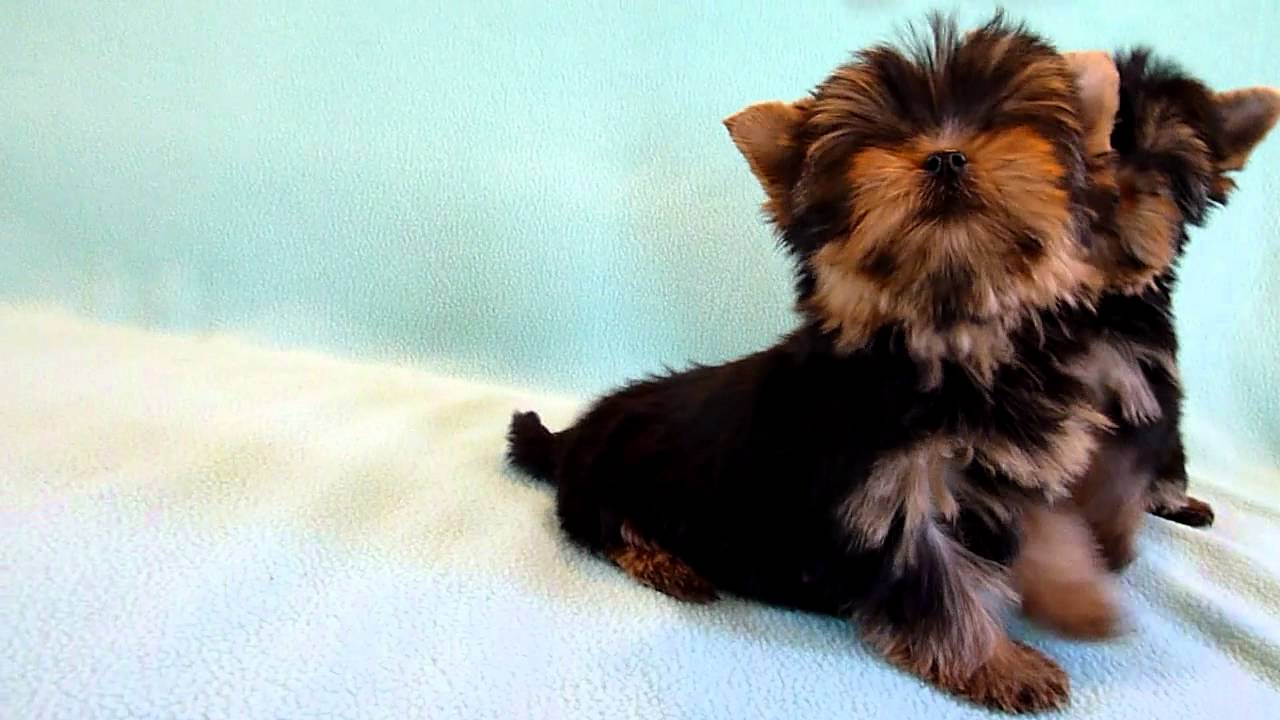 Pui De Yorkshire Terrier De Vanzare Canisa Del Samba Youtube