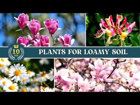 10 Best Plants for Loamy Soil ✅ Loam Soil for Plants 👌