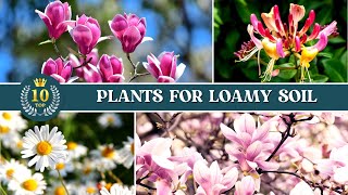 10 Best Plants for Loamy Soil ✅ Loam Soil for Plants 👌