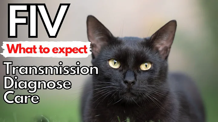 FIV in the Cat.  Dr. Dan covers transmission, diagnosis and care. - DayDayNews