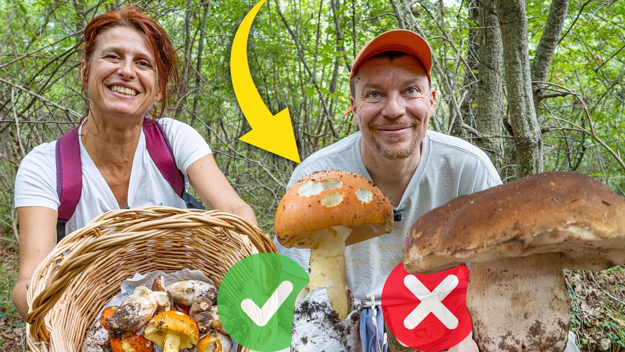 Ecco i FUNGHI più buoni dei PORCINI! Come cercare funghi nel bosco🍄