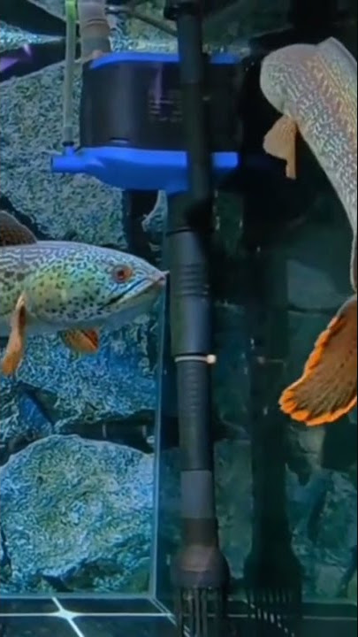 Channa Barca Pair #shorts #storywa #animals #channa