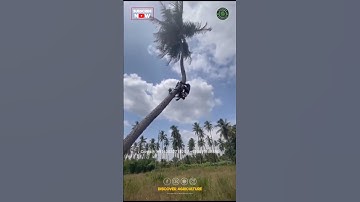 Coconut Tree Climbing Machine