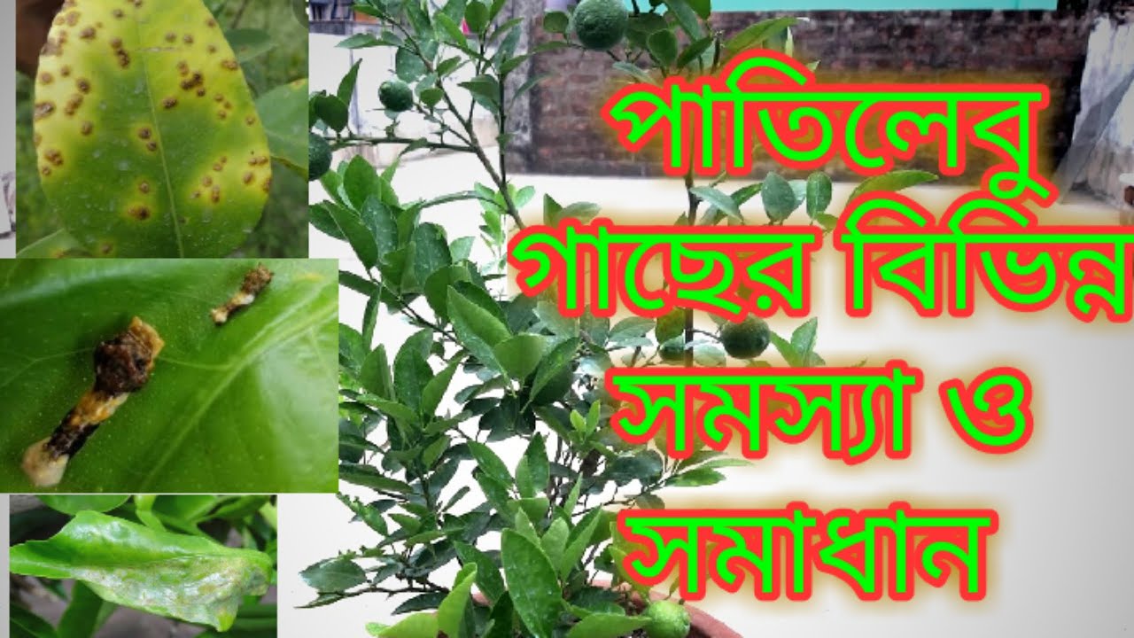 পাতিলেবু গাছের বিভিন্ন সমস্যা ও সমাধান/ many types problem and solution