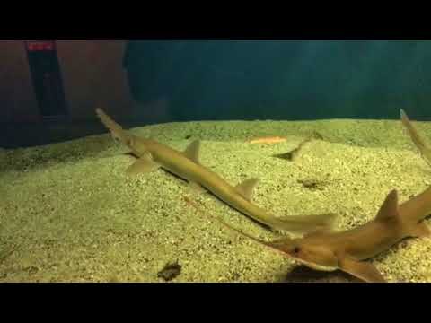 ノコギリザメ 鹿児島水族館 Youtube