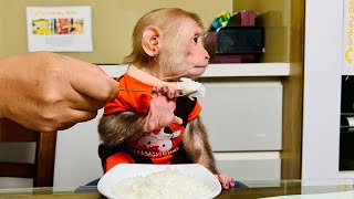 So cute! Monkey Bibi cried and didn't eat rice because dad was angry!