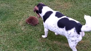 Rescue Dog Meets Hedgehog