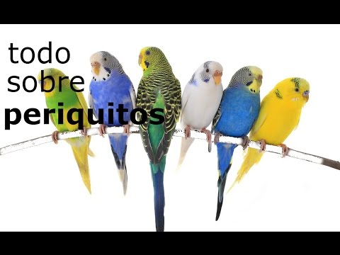 Video: Todo Sobre Los Periquitos