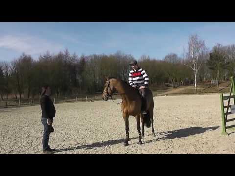 Nicklas Hemmingson & Wild flower try their new saddle