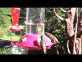 Hummingbird Feeding Frenzy!