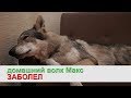 Домашний волк Макс и БОЛЕЗНЬ