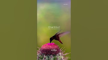 و الله يريد أن يتوب عليكم - القارئ طارق محمد سورة النساء الآية ٢٧