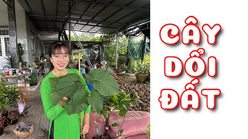 Cây Dổi đất | 0386569374 - Ngọc Ngân Bến Tre | Chuyên cây độc lạ