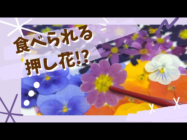 食べられる！】押し花の作り方🌸 - YouTube