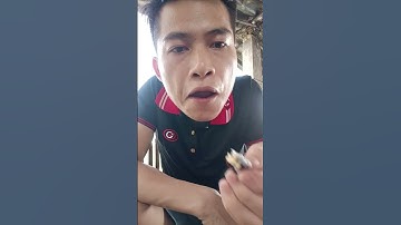 vải thiều Lục Ngạn Bắc Giang Việt Nam đã chín