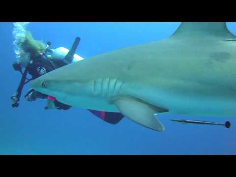 Video: Žralok Bělokřídlý (Centroscymnus Owstonii)
