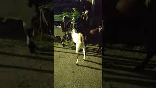 pachrangi meethai😂#funny #viealvideo #tranding #subcribe #eiduladha #like #shortvideo