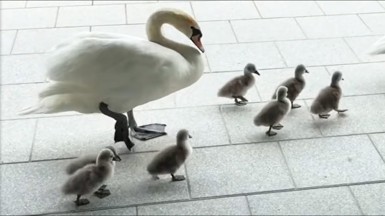 Австрия, Каринтия. Страна без заборов! - YouTube