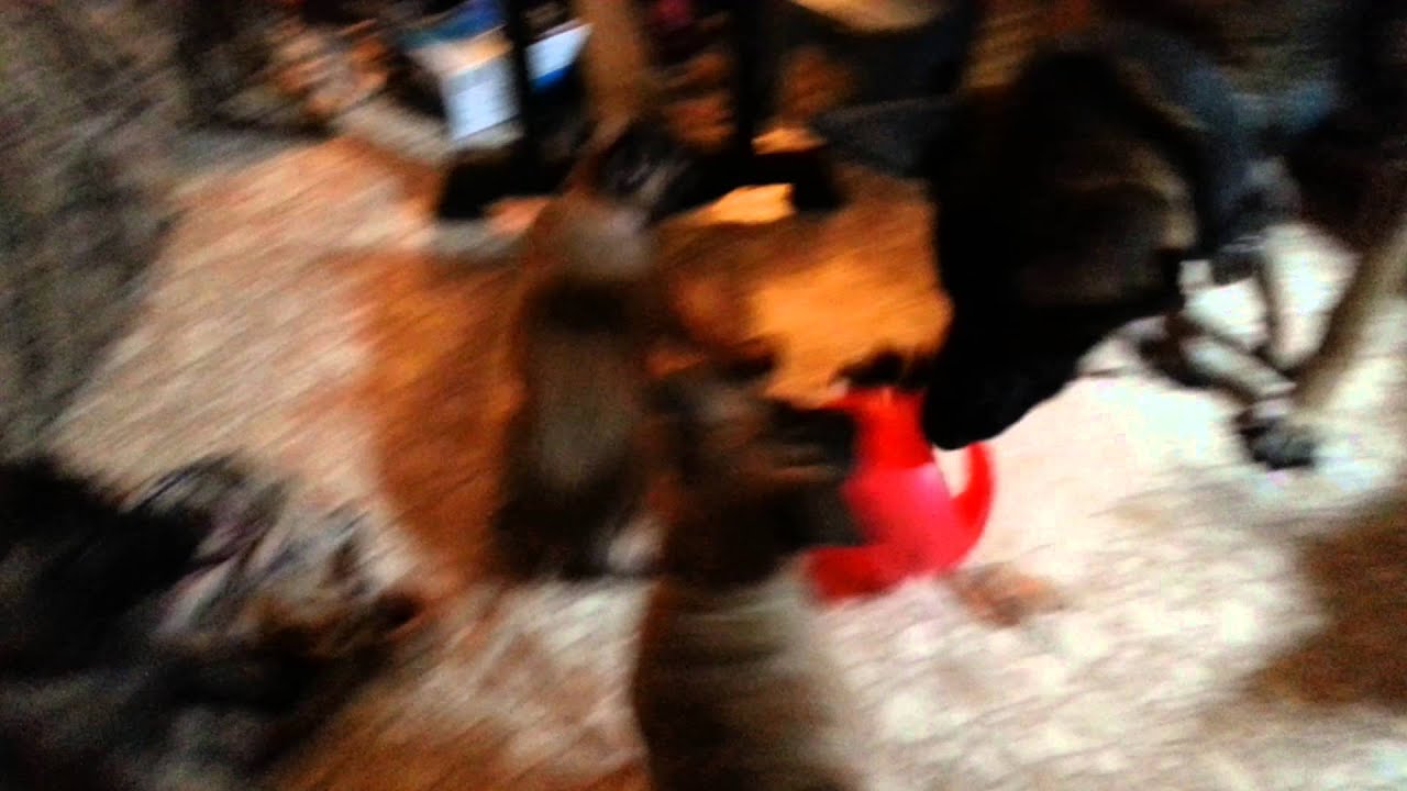 belgian shepherd exercise requirements 1 13 2016 belgian malinois shepherd puppies 6 weeks old williston belgian shepherd exercise requirements 1 13 2016 belgian malinois shepherd puppies 6 weeks old williston