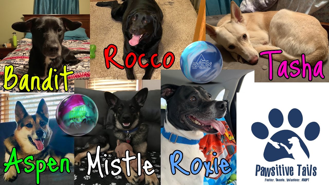 (Bowling) Balls for Rescue Dogs! Replacing Old Classics w/Current Options! YouTube