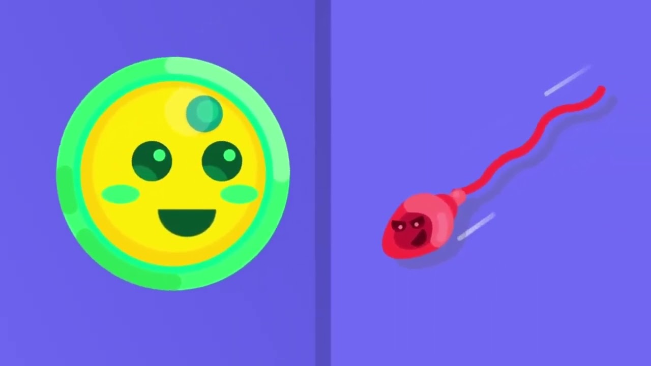 Πώς λειτουργεί το γυναικείο αναπαραγωγικό σύστημα (μεταγλώττιση)